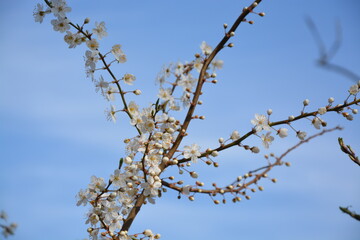 Blüte der Schlehe