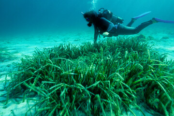 Capo Caccia, Alghero, Underwater view of a female scuba diver among Neptune seagrass (Posidonia...