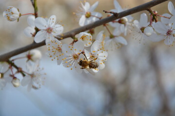 Biene auf Schlehenblüte