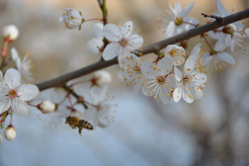 Biene auf Schlehenblüte
