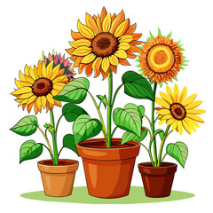 Sunflower in pots ,Real style, white background