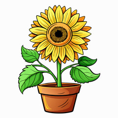 Obraz premium Sunflower in pots ,Real style, white background