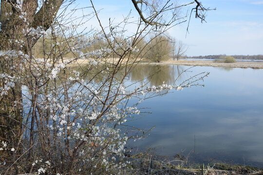 Baum, Schlehenstrauch am See