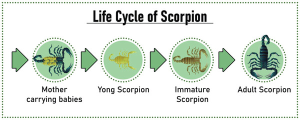 Scorpion Life Cycle object vector on white background.Isolated.for graphic design,education,science,agriculture and artwork. - obrazy, fototapety, plakaty