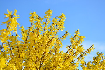 Forsythie in voller Blüte