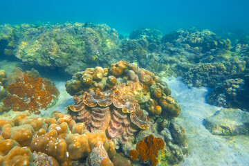 Huge striped brown colorful tridacna clams and sea urchins on the coral reef underwater tropical...
