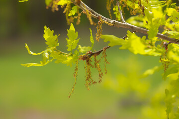 Oak branch flowers in spring.