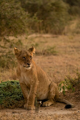 Cool lion cub winking at the camera in the African sunset