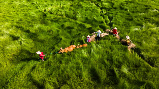 the way home and the green grass field.Photo taken in Quang Nam on June 25, 2023