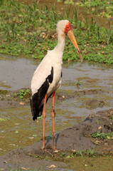 Zambia: stork in South Luanga National Park  | Nimmersattstorch im South Luanga National Park