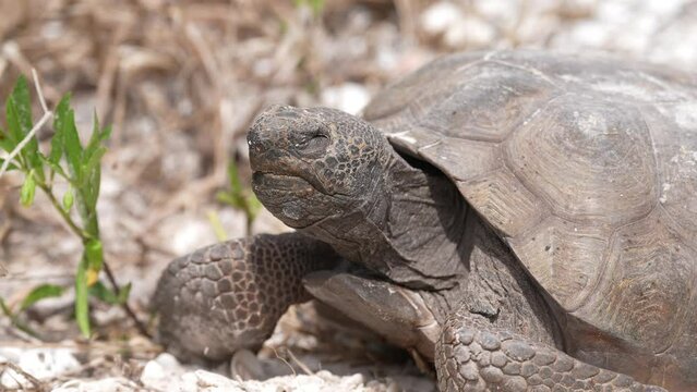Gopher Tortoise (Gopherus polyphemus) sitting outside its burrow absorbing the morning sun in Florida. Gopher Tortoise is considered threatened on the Endangered species list.