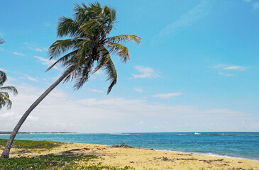 Gunga Beach or Praia do Gunga, a paradisiac beach with its clear waters and coconut trees, North...