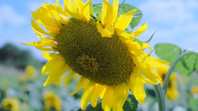 This video showcases a wide field of blooming sunflowers swaying in the wind. Sunflowers are a symbol of happiness and joy, and this video will bring a sense of lightness and cheer to any project.