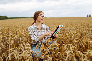 Naklejka na ściany i meble Young farmer with a digital tablet in a wheat field checks the quality and growth of the crop. Growth nature harvest. Agriculture farm.