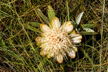Looking down on the flower of a cream coloured variety of a Drakensberg Dwarf sugar bush, Protea...