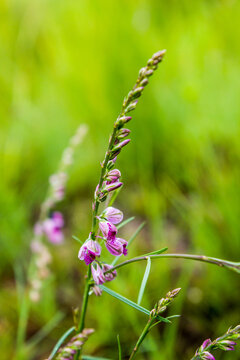 The delicate pinkish flowers of a Purple Broom, Polygala Virgata, in the Afroalpine grassland of the Golden Gate Highlands National Park