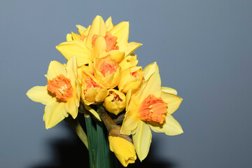 Daffodils, yellow bouquet on grey background. Free space.