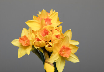 Daffodils, yellow bouquet on grey background. Free space.