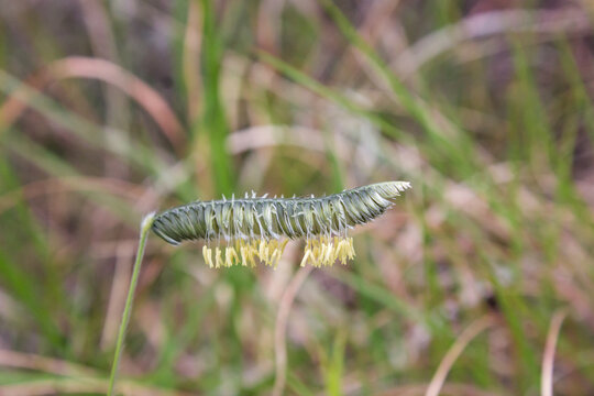 Close-up view of a Caterpillar Grass, Harpochloa falx, flower.
