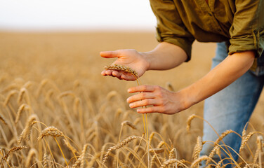 Wheat quality check. Farmer with ears of wheat in a wheat field. Growth nature harvest. Agriculture...