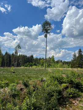 Forest around Elp in Drenthe