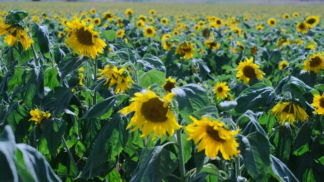 This video showcases a wide field of blooming sunflowers swaying in the wind. Sunflowers are a symbol of happiness and joy, and this video will bring a sense of lightness and cheer to any project.