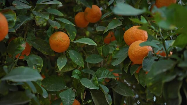 Lush citrus trees bearing ripe oranges fill the frame, showcasing vibrant agriculture in murcia, spain.