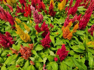 Celosia argentea is a herbaceous plant. It comes out in a bouquet. It has a round shape, erect and comes in many colors. It is popularly grown as a garden ornamental plant.