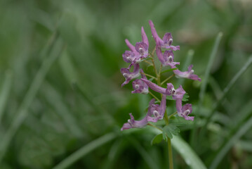 Close-up of delicate flowers of the larkspur. The purple flowers are covered with dewdrops. In the background is the green meadow.