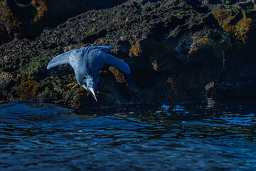 Pacific reef heron is waiting for small fishi pasing by 2