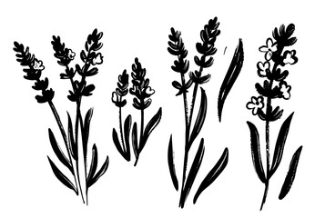 Lavender black vector sketch. Provence wild flower - obrazy, fototapety, plakaty