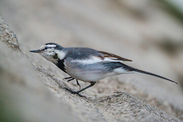 Black-backed Wagtail is looking for meal 1