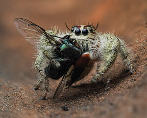 Spider 