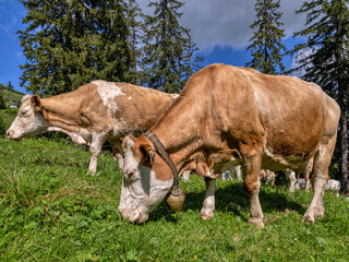 Rinder beim Grasen auf der Alm