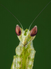Mantis on a green leaf