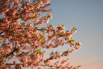 Cherry blossoms at sunset　夕陽に照らされる河津桜