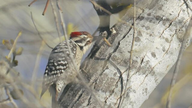 Ladder-backed Woodpecker Eating Grubs from Tree