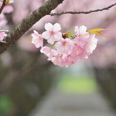봄에 활짝 핀 벚꽃 - obrazy, fototapety, plakaty