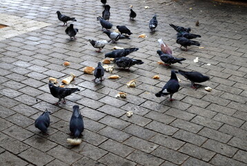 Pigeons in the city square eat bread.