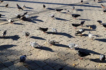 Pigeons in the city square eat bread.