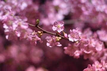 Night cherry blossoms　夜の河津桜