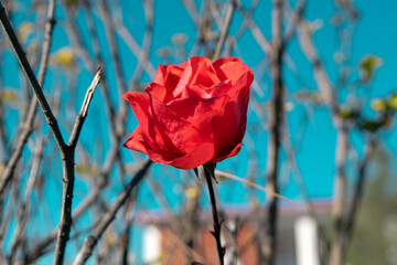 Red Rose wallpaper 4k, beautiful red rose in the garden 