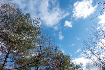冬の青空と枯れ木がつくる美しい風景