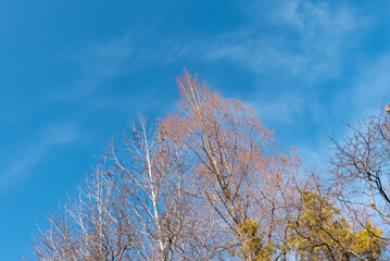冬の青空と枯れ木がつくる美しい風景