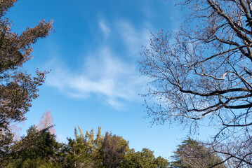 冬の青空と枯れ木がつくる美しい風景