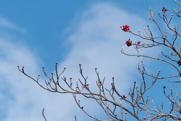 冬の青空と枯れ木がつくる美しい風景
