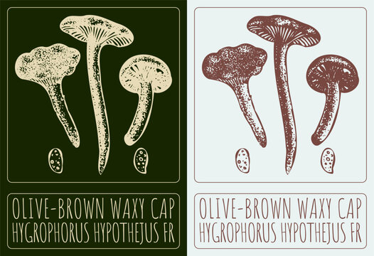 Vector drawing OLIVE-BROWN WAXY CAP. Hand drawn illustration. The Latin name is HYGROPHORUS HYPOTHEJUS FR