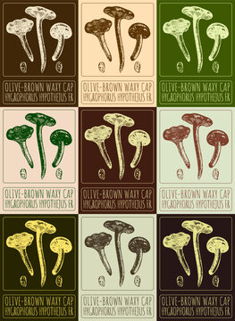 Set of vector drawing OLIVE-BROWN WAXY CAP in various colors. The Latin name is HYGROPHORUS HYPOTHEJUS FR.