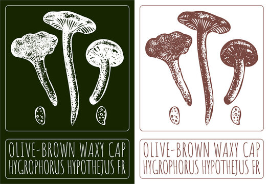 Drawing OLIVE-BROWN WAXY CAP. Hand drawn illustration. The Latin name is HYGROPHORUS HYPOTHEJUS FR.