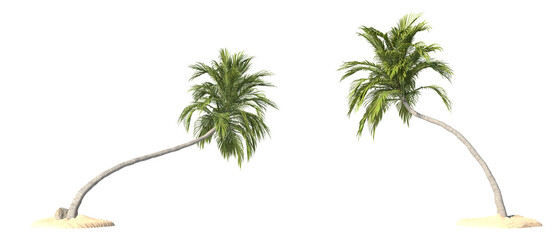 Coconut trees on transparent background, PNG file, 3d render